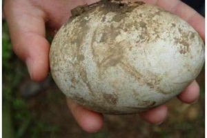 梦见有僵尸是什么意思